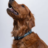 Denver Summit FC Pet Collar