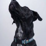 Denver Summit FC Pet Collar